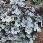 Alunrod - sølvgråt løv røde bladnerver
